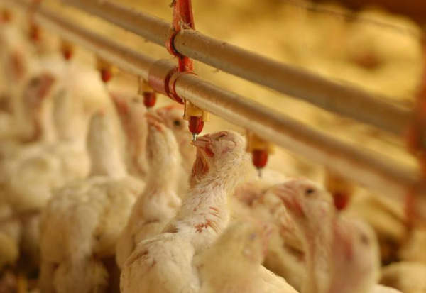 Produção de carne de frango no Paraná cresce 8% em abril Estado abateu 478, 12 milhões de cabeças de janeiro a abril.Foto: Raquel Heidrich / Agencia RBS