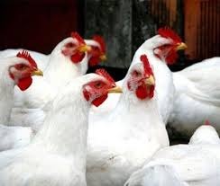 Frango: cotações mistas, mas rondando estabilidade nesta quarta-feira (18) Frango: cotações mistas, mas rondando estabilidade nesta quarta-feira (18)