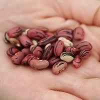 Brasil perde produtores de Feijão e arrisca a segurança alimentar, por Ibrafe Brasil perde produtores de Feijão e arrisca a segurança alimentar, por Ibrafe