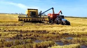Arroz/Cepea: colheita da safra 2020/21 se aproxima; liquidez interna segue baixa