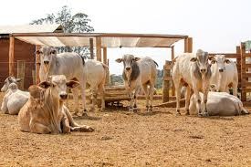 Vendas do boi gordo aquecem no mercado interno e preços mantêm patamar elevado Vendas do boi gordo aquecem no mercado interno e preços mantêm patamar elevado