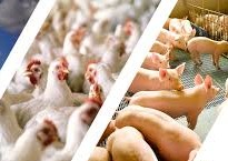 Abate de suínos e frangos cresceu no quarto trimestre de 2020 Abate de suínos e frangos cresceu no quarto trimestre de 2020