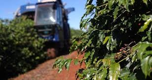 IBGE vê queda de 27,3% na safra de café do Brasil em 2021 IBGE vê queda de 27,3% na safra de café do Brasil em 2021