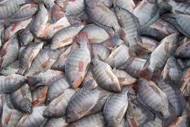 Maior exportador de tilápia do país, MS supera pandemia e vendas externas crescem 10,49% em 2020