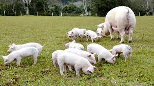 Suínos: encerramento da semana é de preços em movimentação ascendente Suínos: encerramento da semana é de preços em movimentação ascendente