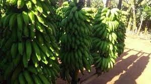 Banana/Cepea: Enquanto preço da nanica recua, o da prata aumenta Banana/Cepea: Enquanto preço da nanica recua, o da prata aumenta