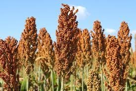 Avaliação de variedades de milho e sorgo para silagem no MS Avaliação de variedades de milho e sorgo para silagem no MS