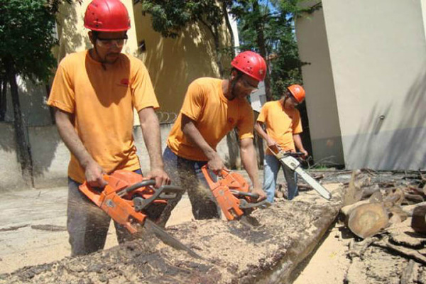 Semac altera regras para corte de árvores nativas em MS Ainda conforme a publicação, a atividade será licenciada mediante os procedimentos de CA (Comunicado de Atividade)