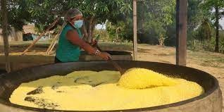 Tecnologias da Embrapa podem melhorar a produção da farinha mais famosa do Pará