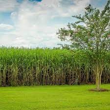 Cana-de-açúcar é fonte de 19% da energia consumida no Brasil Cana-de-açúcar é fonte de 19% da energia consumida no Brasil