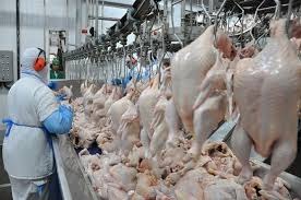 Exportação de carne de frango "explode" neste início de junho com faturamento surpreendente