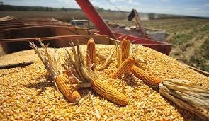 Preço alto de venda do milho pode compensar quebra de produtividade Preço alto de venda do milho pode compensar quebra de produtividade