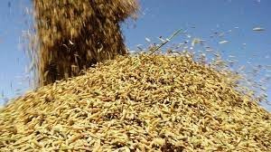 Arroz/Cepea: Com demanda enfraquecida, Indicador segue em queda há um mês Arroz/Cepea: Com demanda enfraquecida, Indicador segue em queda há um mês