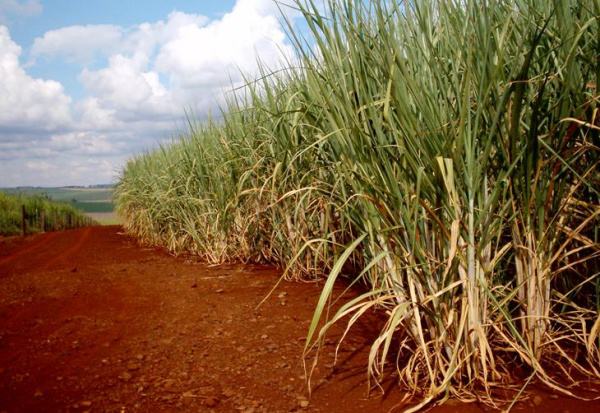 Com o preço baixo do açúcar, produtores aumentarão produção de etanol Custos não devem cair na mesma proporção da recuperação da produtividade, prevê a consultoria.Foto: Jesuino Souza/SXC