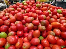 Tomate/Cepea: Preços seguem em queda com o aumento de oferta Tomate/Cepea: Preços seguem em queda com o aumento de oferta