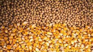 Milho e soja recuam com chuvas previstas para a planicie americana; óleo cai com menos adição nos biocombustiveis Milho e soja recuam com chuvas previstas para a planicie americana; óleo cai com menos adição nos biocombustiveis