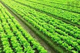 Alface/Cepea: Canais de vendas limitam pedidos e escoamento é prejudicado em SP Alface/Cepea: Canais de vendas limitam pedidos e escoamento é prejudicado em SP