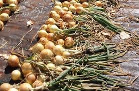 Cebola/Cepea: Preços quase não se alteram no Cerrado Cebola/Cepea: Preços quase não se alteram no Cerrado