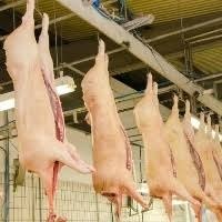 Em cinco meses, MS exporta 7,5 mil toneladas de carne suína e bate recorde em volume comercializado Em cinco meses, MS exporta 7,5 mil toneladas de carne suína e bate recorde em volume comercializado