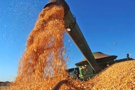 Colheita do milho passa dos 72% no MT enquanto IMEA reduz produtividade e eleva mais uma vez custos de produção Colheita do milho passa dos 72% no MT enquanto IMEA reduz produtividade e eleva mais uma vez custos de produção