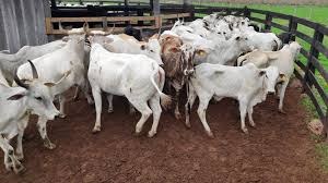 Preço do boi gordo registra leve desvalorização no estado do Mato Grosso, aponta IMEA Preço do boi gordo registra leve desvalorização no estado do Mato Grosso, aponta IMEA