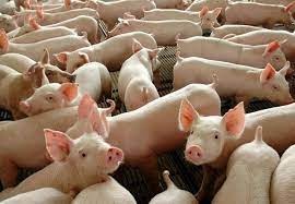 Suinocultura independente: preços seguem perto da estabilidade, mas custos de produção não dão folga Suinocultura independente: preços seguem perto da estabilidade, mas custos de produção não dão folga