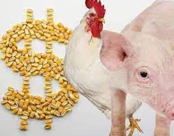 Recursos do FCO vão garantir R$ 65 milhões em investimentos em suínos e aves em MS Recursos do FCO vão garantir R$ 65 milhões em investimentos em suínos e aves em MS