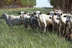 Fazenda em Mato Grosso do Sul é a primeira a receber certificado carne carbono neutro Fazenda em Mato Grosso do Sul é a primeira a receber certificado carne carbono neutro