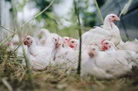 Preço médio do frango tem valorização de mais de 20% no atacado de Mato Grosso do Sul Preço médio do frango tem valorização de mais de 20% no atacado de Mato Grosso do Sul