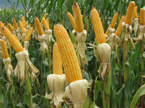Milho safrinha vai ocupar 71% da área da soja em MS O milho safrinha já está em fase de cultivo em 1,33 milhões de hectares. Foto: Famasul