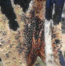 Chegada da primavera traz alerta sobre infestação do carrapato bovino Chegada da primavera traz alerta sobre infestação do carrapato bovino