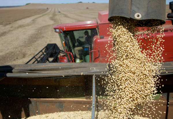 O país deve exportar 8,80 milhões de toneladas de soja grão em maio.Foto: Reprodução