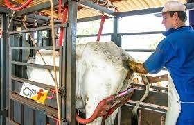 Setor da inseminação artificial bovina comemora isenção de ICMS para material genético Setor da inseminação artificial bovina comemora isenção de ICMS para material genético