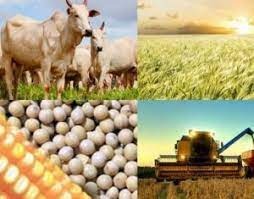 Agropecuária: a evolução de Mato Grosso do Sul como uma das principais regiões produtoras do país