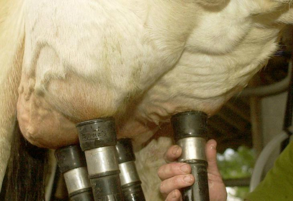 Preço do leite mantém trajetória positiva em Mato Grosso do Sul Valor de referência pago pelo leite em maio é o maior dos últimos dois anos em Mato Grosso do Sul.Foto: Miro de Souza / Agencia RBS