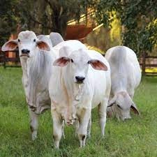 Bovinocultura de Corte: Gestão e estratégia são essenciais para aumento da produtividade Bovinocultura de Corte: Gestão e estratégia são essenciais para aumento da produtividade