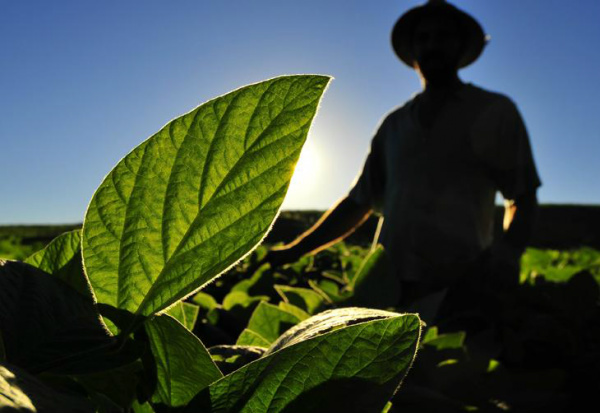 Com a Anater, a expectativa é que produtores tenham acesso a novas tecnologias de cultivo.Foto: Tadeu Vilani/Agencia RBS