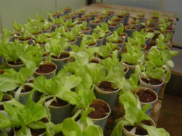 Embrapa produz alface com maior teor de ácido fólico Pesquisador aumentou a produção das moléculas que dão origem ao ácido fólico através da introdução de genes de Arabidopsis thaliana. Foto: Embrapa