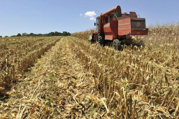 Início da colheita de milho safrinha pode sofrer com chuvas em Mato Grosso do Sul.Foto: Cláudia Baartsch / Agência RBS