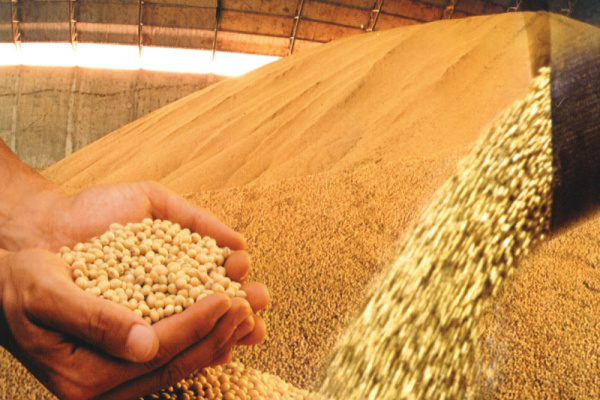 Produtores esperam por preços melhores para a comercialização no mercado interno
