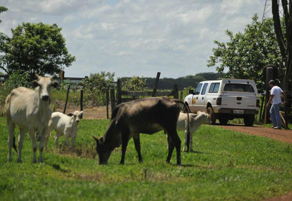 Índio é morto a tiros em Paranhos Região criadora de gado em Mato Grosso do Sul.Foto: Marcello Casal Jr./ABr
