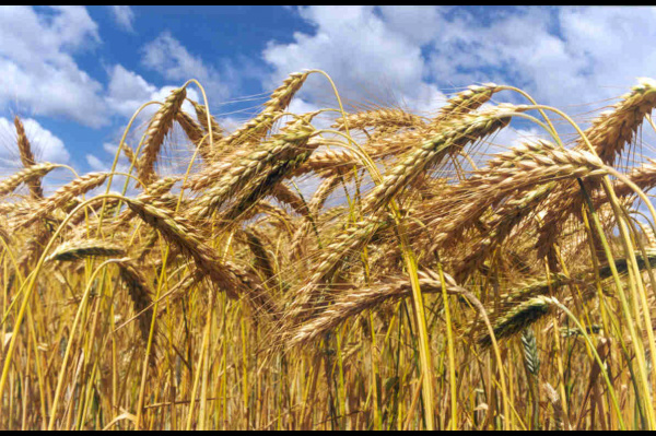 Governo eleva preço mínimo do trigo para R$ 531 por tonelada O Governo Federal garantiu R$ 90 milhões para subvencionar o prêmio do seguro rural para culturas de inverno. Foto: Ilustração