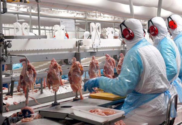 Dólar em alta pode estimular exportações de frango, aponta Cepea Valor médio do produto in natura embarcado no mês de abril chegou a recorde.Foto: Raquel Heidrich