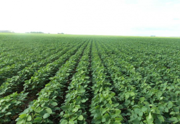 Monsanto recebe aprovação para uso de soja geneticamente modificada Intacta RR2 traz uma nova alternativa para o controle de pragas.Foto: Áureo Lantmann, especial