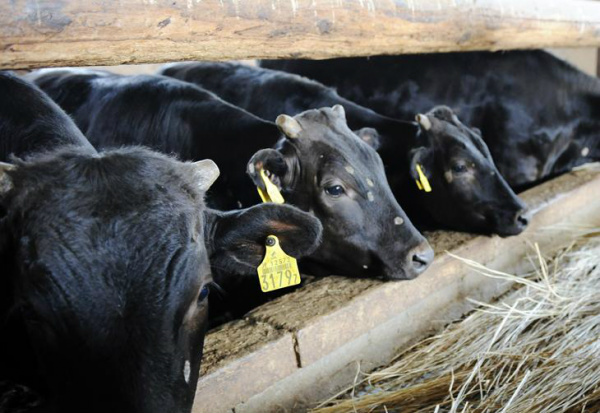 Frigoríficos de SP completam escalas de abate com boiadas de MG, GO e MS e elevam preço da carne Na terça, dia 18, referência para o animal terminado fechou em R$99,00/@ à vista em SP.Foto: AP Photo/Kyodo News