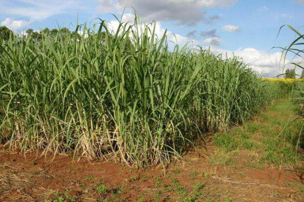 Chuvas prejudicam colheita de cana na primeira quinzena 58,11% da cana-de-açúcar processada direcionou-se à produção de etanol.Foto: Claudio Gottfried / Agencia RBS