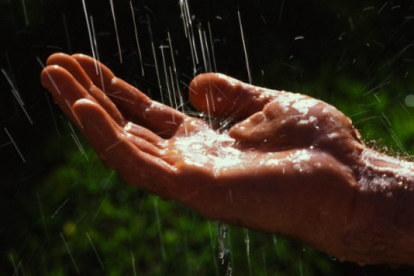 As cotações do milho têm acompanhado as variações climáticas nas regiões acompanhadas pelo Cepea.Foto: Divulgação