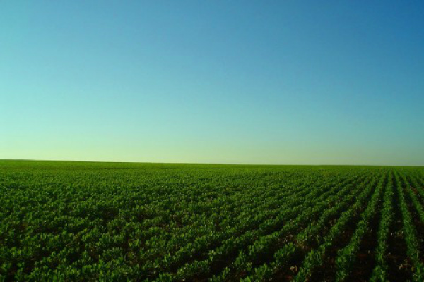 Mais de 92% das cidades de MS têm estrutura específica para meio ambiente Em Mato Grosso do Sul, 92,3% dos municípios têm uma estrutura dentro do organograma das prefeituras voltadas especificamente para atender as demandas da área ambiental.Foto: Divulgação