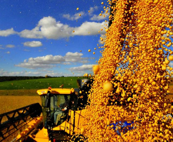 Plantio e venda da soja aumentam esse ano. Foto: Divulgação.