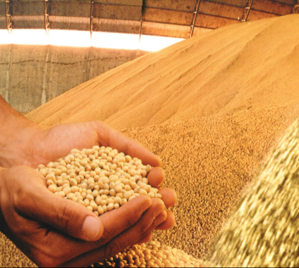 Preço médio da soja fecha mês com alta de 14,86%, aponta Famasul Saca de soja chegou a 67 R$. (Foto: Divulgação)